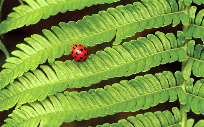 赤てんとう虫、緑の葉 壁紙 ピクチャー