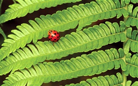 赤てんとう虫、緑の葉 HDの壁紙