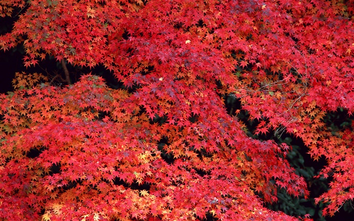 紅葉、秋 壁紙 ピクチャー
