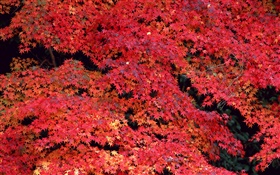 紅葉、秋 HDの壁紙