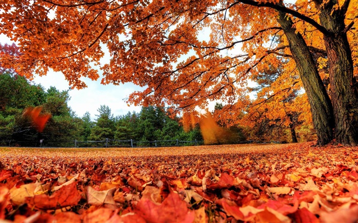 レッドリーフ地面に落下、木、秋 壁紙 ピクチャー