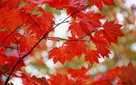 赤カエデは、秋を残します HDの壁紙