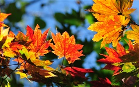 赤カエデの葉、ボケ味、秋 HDの壁紙