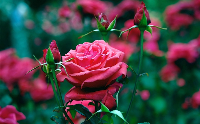 庭の赤いバラの花 壁紙 ピクチャー