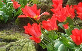 赤いチューリップの花フィールド側面図 HDの壁紙