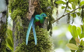 巣、青い羽の鳥、コスタリカのうちケツァール、 HDの壁紙