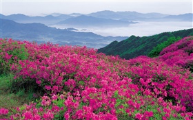 丘の中腹以上のシャクナゲの花