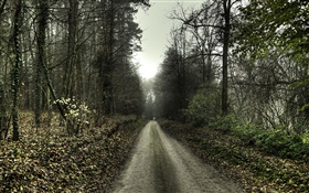 道路、木、霧、夜明け HDの壁紙