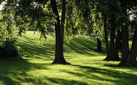 影、草、木、太陽の光 HDの壁紙