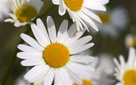 小さな白い菊の花