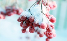 雪、赤い果実 HDの壁紙