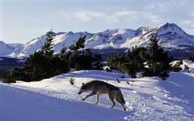 雪のオオカミ HDの壁紙