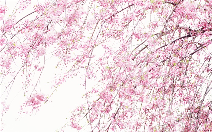 春の美しい花、ピンクの桜 壁紙 ピクチャー