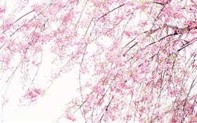 春の美しい花、ピンクの桜 HDの壁紙
