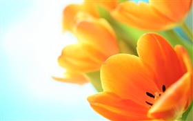 春の花、オレンジ色のチューリップ HDの壁紙