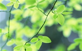 春、緑の葉 HDの壁紙