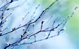 春小枝、芽、ぼやけた背景 HDの壁紙