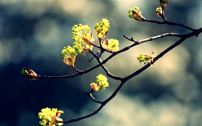 春、小枝、新鮮な葉、ボケ味 壁紙 ピクチャー