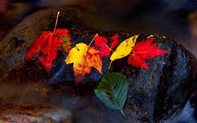 ストーンズ、黄色の葉、ストリーム、秋 HDの壁紙