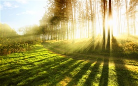 夏の森、木、草、太陽の光