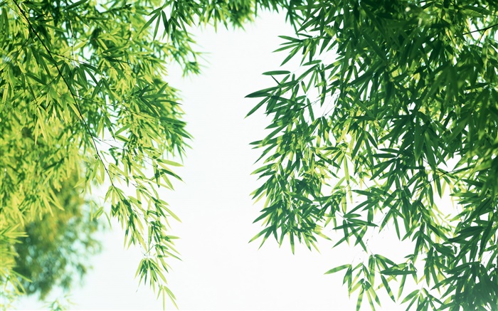 夏の新鮮な竹の葉 壁紙 ピクチャー