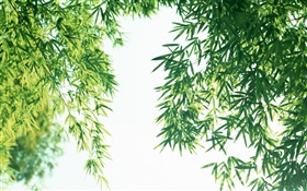 夏の新鮮な竹の葉 HDの壁紙