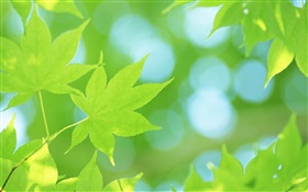 夏、緑のカエデの葉 HDの壁紙