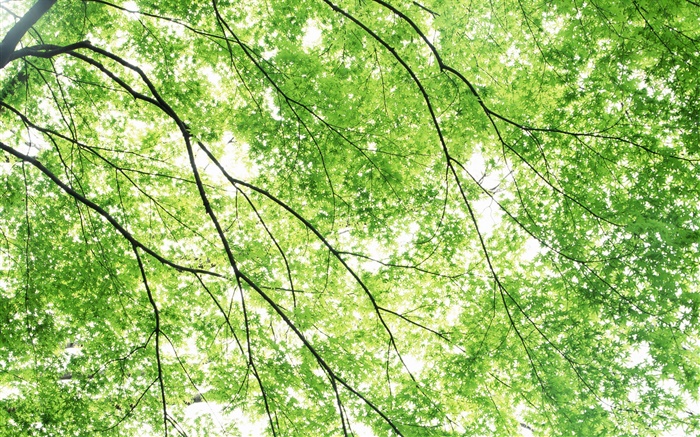夏、カエデの木、緑、太陽の光 壁紙 ピクチャー