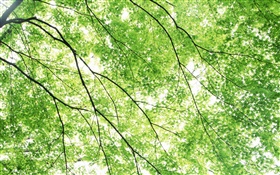 夏、カエデの木、緑、太陽の光 HDの壁紙