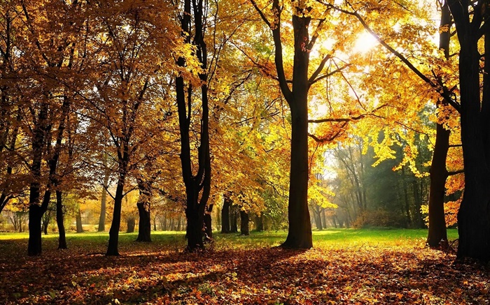 木、秋、紅葉、太陽の光 壁紙 ピクチャー