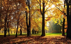 木、秋、紅葉、太陽の光