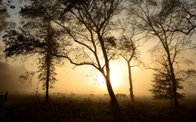 木、馬、朝、霧、日の出 HDの壁紙