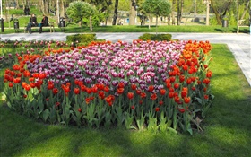 公園でチューリップの花