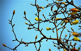 小枝、芽、春、青空 HDの壁紙