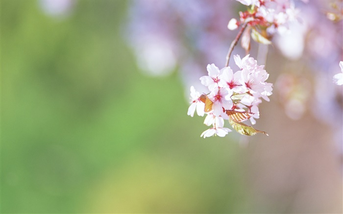 小枝、桜の花クローズアップ 壁紙 ピクチャー