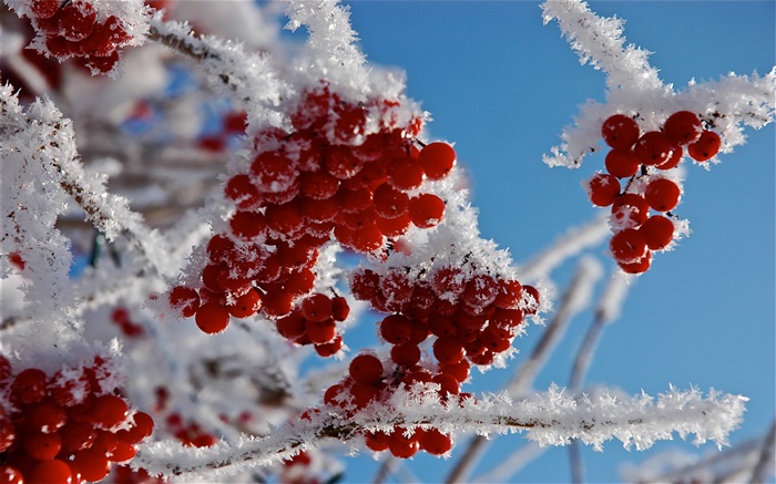 小枝、赤い果実、雪、氷 壁紙 ピクチャー