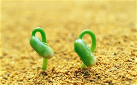 2つの緑色の新芽、砂、春