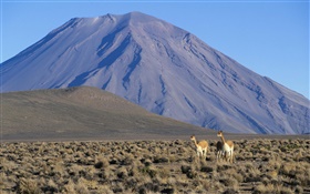 ビキューナ、ミスティ火山、ペルー HDの壁紙