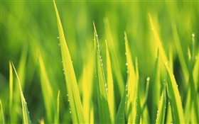 水滴、雨後の緑の草