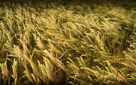 麦畑クローズアップ HDの壁紙