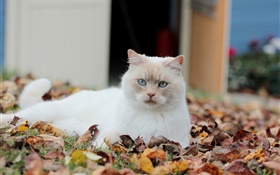 白猫、葉
