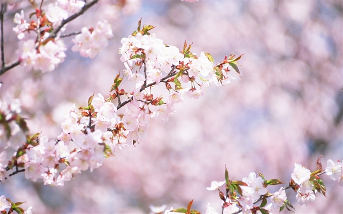 白い桜の花の花、ボケ味 壁紙 ピクチャー