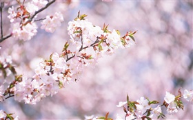 白い桜の花の花、ボケ味