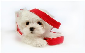 赤いリボンと白い犬 HDの壁紙