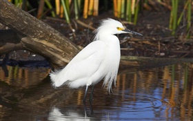 白い羽の鳥、池