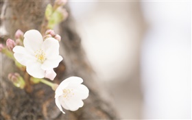 白い花クローズアップ、春