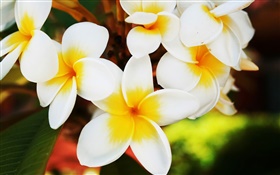 白いプルメリアの花 HDの壁紙