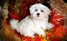 ホワイト毛皮で覆われた犬、赤い葉
