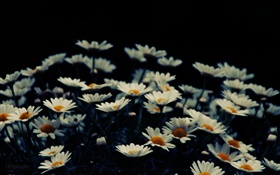 白い小さな花、ボケ味 HDの壁紙