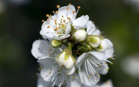 白い梨の花クローズアップ
